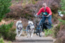 Racing Team in the Siberian Husky Club of GB Arden Grange Aviemore Sled Dog Rally 2011. Please don't use my images on websites, blogs or elsewhere without my permission. See www.austintaylorphotography.com for contact details