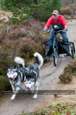 Racing Team in the Siberian Husky Club of GB Arden Grange Aviemore Sled Dog Rally 2011. Please don't use my images on websites, blogs or elsewhere without my permission. See www.austintaylorphotography.com for contact details