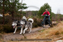 Racing Team in the Siberian Husky Club of GB Arden Grange Aviemore Sled Dog Rally 2011. Please don't use my images on websites, blogs or elsewhere without my permission. See www.austintaylorphotography.com for contact details