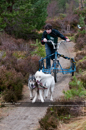 Racing Team in the Siberian Husky Club of GB Arden Grange Aviemore Sled Dog Rally 2011. Please don't use my images on websites, blogs or elsewhere without my permission. See www.austintaylorphotography.com for contact details