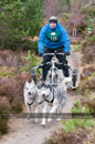 Racing Team in the Siberian Husky Club of GB Arden Grange Aviemore Sled Dog Rally 2011. Please don't use my images on websites, blogs or elsewhere without my permission. See www.austintaylorphotography.com for contact details