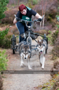 Racing Team in the Siberian Husky Club of GB Arden Grange Aviemore Sled Dog Rally 2011. Please don't use my images on websites, blogs or elsewhere without my permission. See www.austintaylorphotography.com for contact details