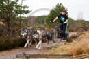 Racing Team in the Siberian Husky Club of GB Arden Grange Aviemore Sled Dog Rally 2011. Please don't use my images on websites, blogs or elsewhere without my permission. See www.austintaylorphotography.com for contact details