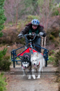Racing Team in the Siberian Husky Club of GB Arden Grange Aviemore Sled Dog Rally 2011. Please don't use my images on websites, blogs or elsewhere without my permission. See www.austintaylorphotography.com for contact details