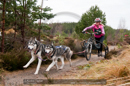 Racing Team in the Siberian Husky Club of GB Arden Grange Aviemore Sled Dog Rally 2011. Please don't use my images on websites, blogs or elsewhere without my permission. See www.austintaylorphotography.com for contact details