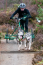 Racing Team in the Siberian Husky Club of GB Arden Grange Aviemore Sled Dog Rally 2011. Please don't use my images on websites, blogs or elsewhere without my permission. See www.austintaylorphotography.com for contact details