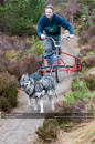 Racing Team in the Siberian Husky Club of GB Arden Grange Aviemore Sled Dog Rally 2011. Please don't use my images on websites, blogs or elsewhere without my permission. See www.austintaylorphotography.com for contact details