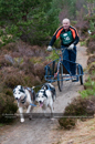 Racing Team in the Siberian Husky Club of GB Arden Grange Aviemore Sled Dog Rally 2011. Please don't use my images on websites, blogs or elsewhere without my permission. See www.austintaylorphotography.com for contact details