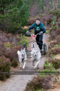 Racing Team in the Siberian Husky Club of GB Arden Grange Aviemore Sled Dog Rally 2011. Please don't use my images on websites, blogs or elsewhere without my permission. See www.austintaylorphotography.com for contact details
