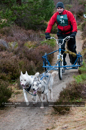Class D dog sled racing team