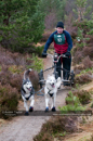 Racing Team in the Siberian Husky Club of GB Arden Grange Aviemore Sled Dog Rally 2011. Please don't use my images on websites, blogs or elsewhere without my permission. See www.austintaylorphotography.com for contact details