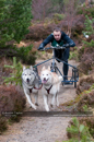 Racing Team in the Siberian Husky Club of GB Arden Grange Aviemore Sled Dog Rally 2011. Please don't use my images on websites, blogs or elsewhere without my permission. See www.austintaylorphotography.com for contact details