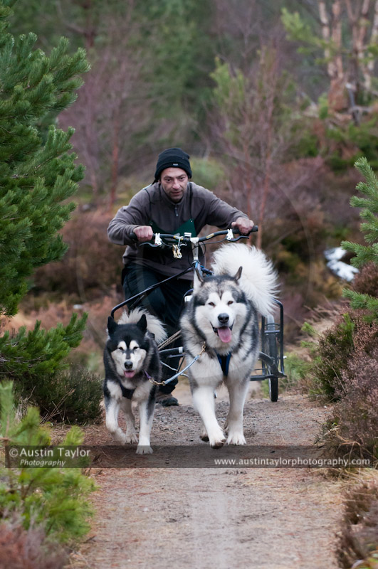 Racing Team in the Siberian Husky Club of GB Arden Grange Aviemore Sled Dog Rally 2011. Please don't use my images on websites, blogs or elsewhere without my permission. See www.austintaylorphotography.com for contact details