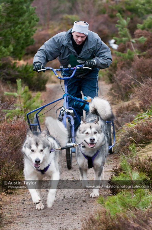 Racing Team in the Siberian Husky Club of GB Arden Grange Aviemore Sled Dog Rally 2011. Please don't use my images on websites, blogs or elsewhere without my permission. See www.austintaylorphotography.com for contact details