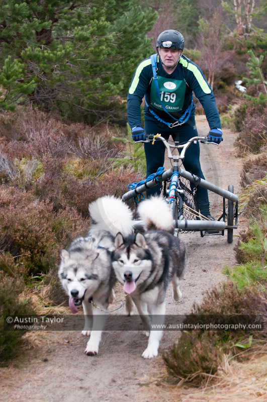 Racing Team in the Siberian Husky Club of GB Arden Grange Aviemore Sled Dog Rally 2011. Please don't use my images on websites, blogs or elsewhere without my permission. See www.austintaylorphotography.com for contact details