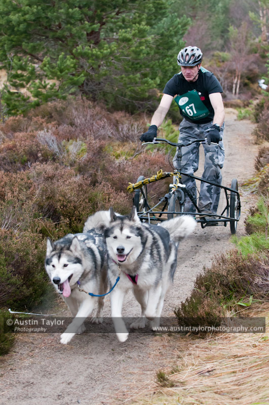 Racing Team in the Siberian Husky Club of GB Arden Grange Aviemore Sled Dog Rally 2011. Please don't use my images on websites, blogs or elsewhere without my permission. See www.austintaylorphotography.com for contact details