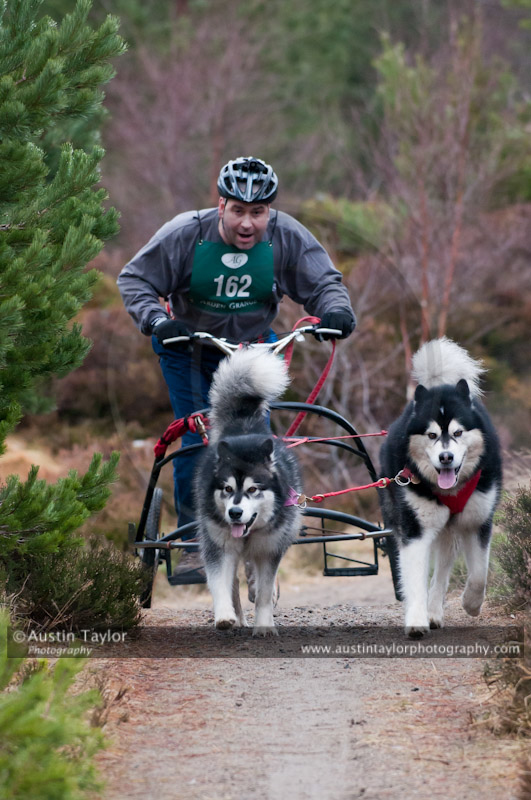 Racing Team in the Siberian Husky Club of GB Arden Grange Aviemore Sled Dog Rally 2011. Please don't use my images on websites, blogs or elsewhere without my permission. See www.austintaylorphotography.com for contact details