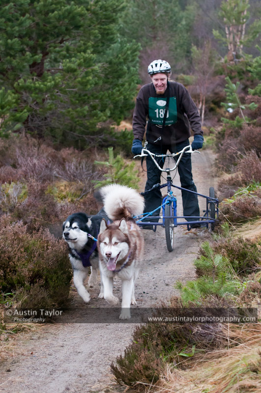 Racing Team in the Siberian Husky Club of GB Arden Grange Aviemore Sled Dog Rally 2011. Please don't use my images on websites, blogs or elsewhere without my permission. See www.austintaylorphotography.com for contact details