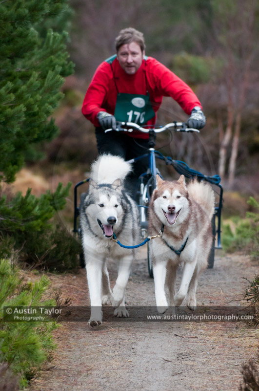 Racing Team in the Siberian Husky Club of GB Arden Grange Aviemore Sled Dog Rally 2011. Please don't use my images on websites, blogs or elsewhere without my permission. See www.austintaylorphotography.com for contact details