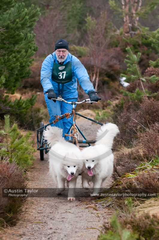 Racing Team in the Siberian Husky Club of GB Arden Grange Aviemore Sled Dog Rally 2011. Please don't use my images on websites, blogs or elsewhere without my permission. See www.austintaylorphotography.com for contact details