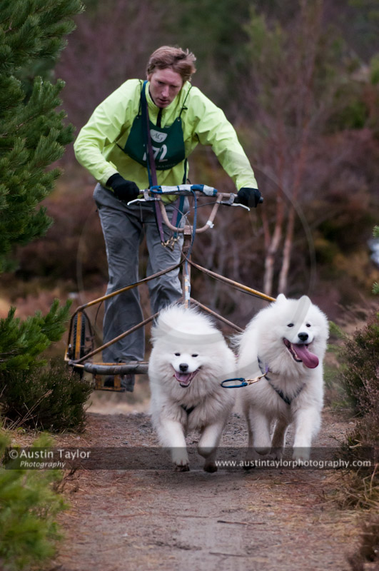 Racing Team in the Siberian Husky Club of GB Arden Grange Aviemore Sled Dog Rally 2011. Please don't use my images on websites, blogs or elsewhere without my permission. See www.austintaylorphotography.com for contact details