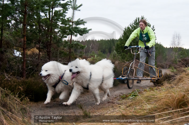 Racing Team in the Siberian Husky Club of GB Arden Grange Aviemore Sled Dog Rally 2011. Please don't use my images on websites, blogs or elsewhere without my permission. See www.austintaylorphotography.com for contact details