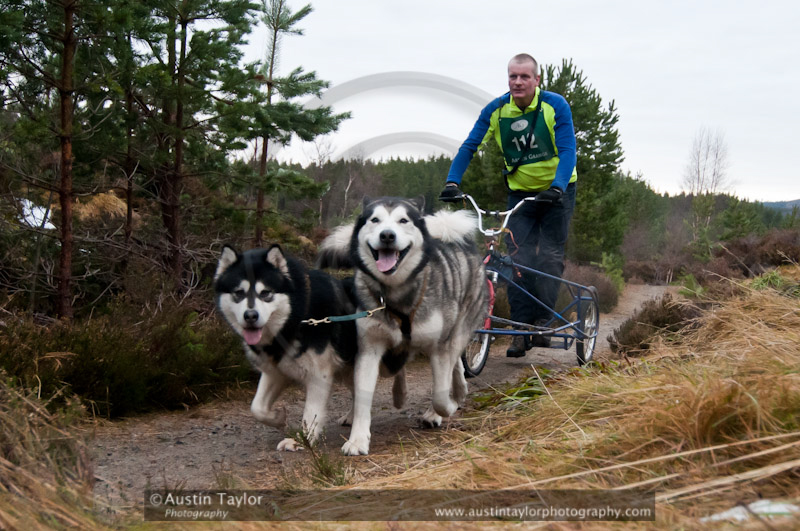 Racing Team in the Siberian Husky Club of GB Arden Grange Aviemore Sled Dog Rally 2011. Please don't use my images on websites, blogs or elsewhere without my permission. See www.austintaylorphotography.com for contact details