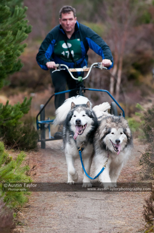 Racing Team in the Siberian Husky Club of GB Arden Grange Aviemore Sled Dog Rally 2011. Please don't use my images on websites, blogs or elsewhere without my permission. See www.austintaylorphotography.com for contact details
