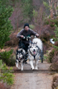 Racing Team in the Siberian Husky Club of GB Arden Grange Aviemore Sled Dog Rally 2011. Please don't use my images on websites, blogs or elsewhere without my permission. See www.austintaylorphotography.com for contact details