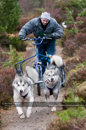 Racing Team in the Siberian Husky Club of GB Arden Grange Aviemore Sled Dog Rally 2011. Please don't use my images on websites, blogs or elsewhere without my permission. See www.austintaylorphotography.com for contact details