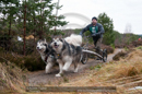 Racing Team in the Siberian Husky Club of GB Arden Grange Aviemore Sled Dog Rally 2011. Please don't use my images on websites, blogs or elsewhere without my permission. See www.austintaylorphotography.com for contact details