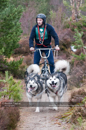 Racing Team in the Siberian Husky Club of GB Arden Grange Aviemore Sled Dog Rally 2011. Please don't use my images on websites, blogs or elsewhere without my permission. See www.austintaylorphotography.com for contact details