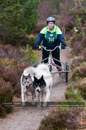 Racing Team in the Siberian Husky Club of GB Arden Grange Aviemore Sled Dog Rally 2011. Please don't use my images on websites, blogs or elsewhere without my permission. See www.austintaylorphotography.com for contact details