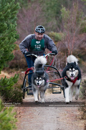 Racing Team in the Siberian Husky Club of GB Arden Grange Aviemore Sled Dog Rally 2011. Please don't use my images on websites, blogs or elsewhere without my permission. See www.austintaylorphotography.com for contact details