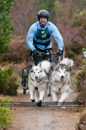 Racing Team in the Siberian Husky Club of GB Arden Grange Aviemore Sled Dog Rally 2011. Please don't use my images on websites, blogs or elsewhere without my permission. See www.austintaylorphotography.com for contact details