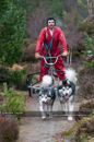 Racing Team in the Siberian Husky Club of GB Arden Grange Aviemore Sled Dog Rally 2011. Please don't use my images on websites, blogs or elsewhere without my permission. See www.austintaylorphotography.com for contact details