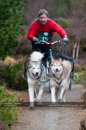 Racing Team in the Siberian Husky Club of GB Arden Grange Aviemore Sled Dog Rally 2011. Please don't use my images on websites, blogs or elsewhere without my permission. See www.austintaylorphotography.com for contact details
