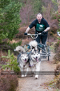 Racing Team in the Siberian Husky Club of GB Arden Grange Aviemore Sled Dog Rally 2011. Please don't use my images on websites, blogs or elsewhere without my permission. See www.austintaylorphotography.com for contact details