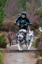 Racing Team in the Siberian Husky Club of GB Arden Grange Aviemore Sled Dog Rally 2011. Please don't use my images on websites, blogs or elsewhere without my permission. See www.austintaylorphotography.com for contact details