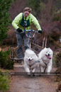 Racing Team in the Siberian Husky Club of GB Arden Grange Aviemore Sled Dog Rally 2011. Please don't use my images on websites, blogs or elsewhere without my permission. See www.austintaylorphotography.com for contact details