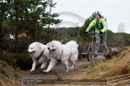 Racing Team in the Siberian Husky Club of GB Arden Grange Aviemore Sled Dog Rally 2011. Please don't use my images on websites, blogs or elsewhere without my permission. See www.austintaylorphotography.com for contact details