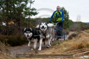 Racing Team in the Siberian Husky Club of GB Arden Grange Aviemore Sled Dog Rally 2011. Please don't use my images on websites, blogs or elsewhere without my permission. See www.austintaylorphotography.com for contact details