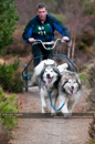 Racing Team in the Siberian Husky Club of GB Arden Grange Aviemore Sled Dog Rally 2011. Please don't use my images on websites, blogs or elsewhere without my permission. See www.austintaylorphotography.com for contact details