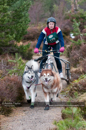 Racing Team in the Siberian Husky Club of GB Arden Grange Aviemore Sled Dog Rally 2011. Please don't use my images on websites, blogs or elsewhere without my permission. See www.austintaylorphotography.com for contact details