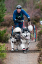 Racing Team in the Siberian Husky Club of GB Arden Grange Aviemore Sled Dog Rally 2011. Please don't use my images on websites, blogs or elsewhere without my permission. See www.austintaylorphotography.com for contact details