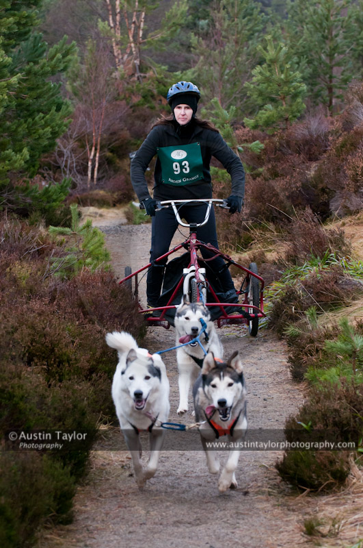 Racing Team in the Siberian Husky Club of GB Arden Grange Aviemore Sled Dog Rally 2011. Please don't use my images on websites, blogs or elsewhere without my permission. See www.austintaylorphotography.com for contact details