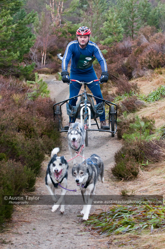 Racing Team in the Siberian Husky Club of GB Arden Grange Aviemore Sled Dog Rally 2011. Please don't use my images on websites, blogs or elsewhere without my permission. See www.austintaylorphotography.com for contact details