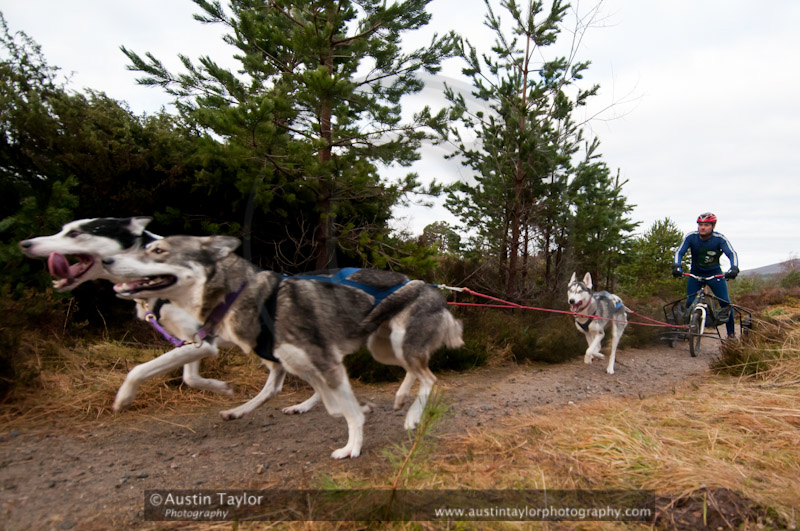 Racing Team in the Siberian Husky Club of GB Arden Grange Aviemore Sled Dog Rally 2011. Please don't use my images on websites, blogs or elsewhere without my permission. See www.austintaylorphotography.com for contact details