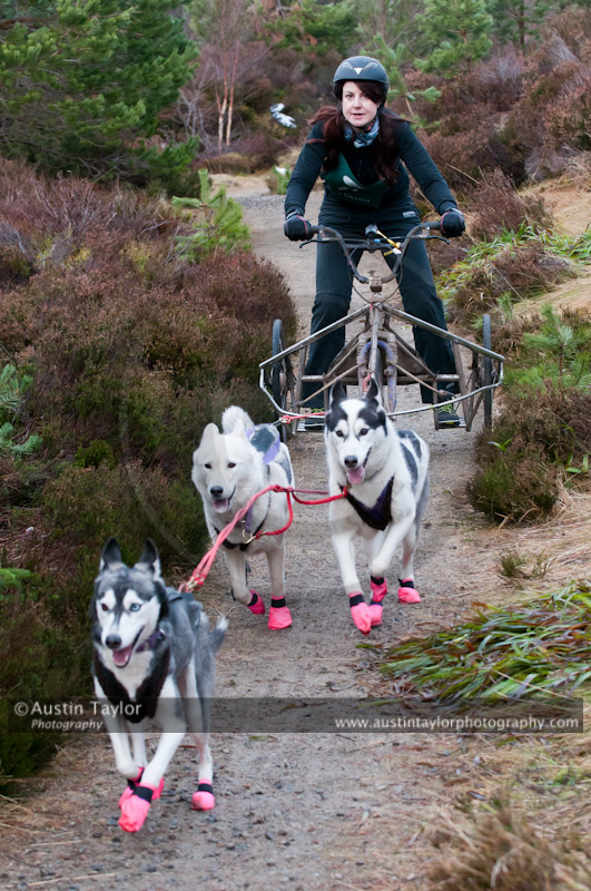 Racing Team in the Siberian Husky Club of GB Arden Grange Aviemore Sled Dog Rally 2011. Please don't use my images on websites, blogs or elsewhere without my permission. See www.austintaylorphotography.com for contact details