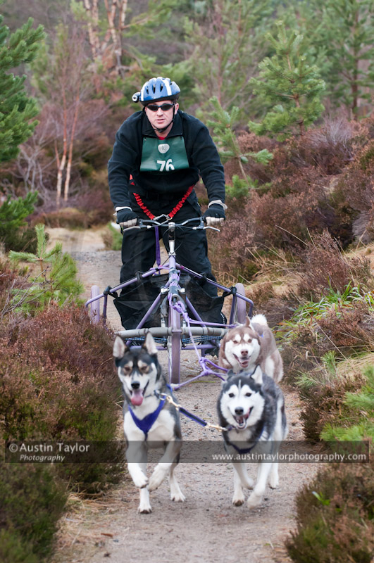 Racing Team in the Siberian Husky Club of GB Arden Grange Aviemore Sled Dog Rally 2011. Please don't use my images on websites, blogs or elsewhere without my permission. See www.austintaylorphotography.com for contact details